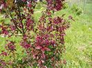 malus Royalty