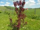 malus Royalty