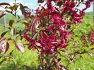 malus Royalty