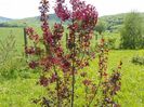 malus Royalty