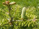 abies koreana la primul con