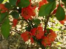 chaenomeles Clementine