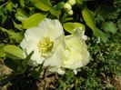 chaenomeles Yukigoten