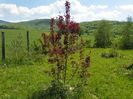 malus Royalty