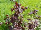 corylus Red Majestic