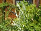 prunus gland. Alba plena
