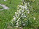 malus Sun Rival