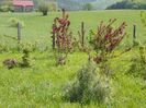 pinus wallichiana