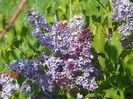 liliac Royalty