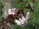 prunus Royal Burgundy