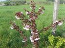 prunus Royal Burgundy