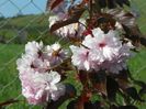 prunus Royal Burgundy
