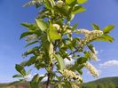 prunus virginiana Schubert
