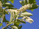 prunus virginiana Schubert