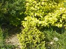 picea Rainbow's End