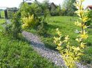 gleditsia Sunburst