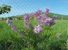 syringa chinensis