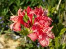 azalea Corneille
