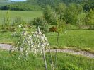 malus Sun Rival