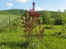 malus Royalty