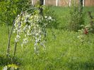 malus Sun Rival