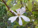 magnolia stellata Rosea