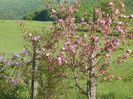 malus Brandywine