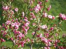malus Brandywine