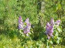 liliac Katherine Havemeyer