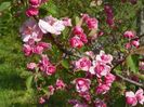 malus Brandywine