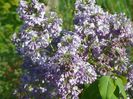 liliac Marechal Foch
