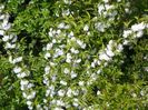 prunus gland. Alba plena