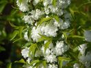 prunus gland. Alba plena