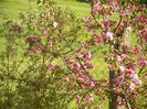 malus Brandywine