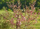 malus Brandywine