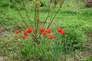 Red Granny