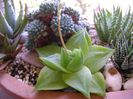 Haworthia cymbiformis