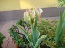 Lalea variegata