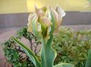 Lalea variegata