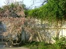 Tamarix, Wisteria si Lonicera incalcite