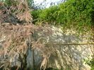 Tamarix, Wisteria si Lonicera incalcite