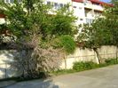 Tamarix, Wisteria si Lonicera incalcite