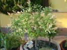 Salix integra Hakuro Nishiki