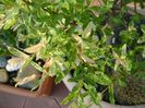 Salix integra Hakuro Nishiki