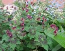 Geranium phaeum Samobor