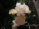 apricot frosty