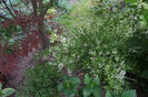 Deutzia, ca niște lăcrămioare