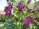 liliac Sensation