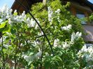 liliac alb batut