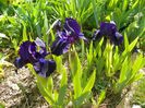 25 apr (41)